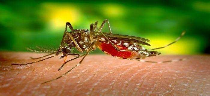 Mosquito:जी हाँ, मच्छरों को दूर भगाने का आसान तरीका