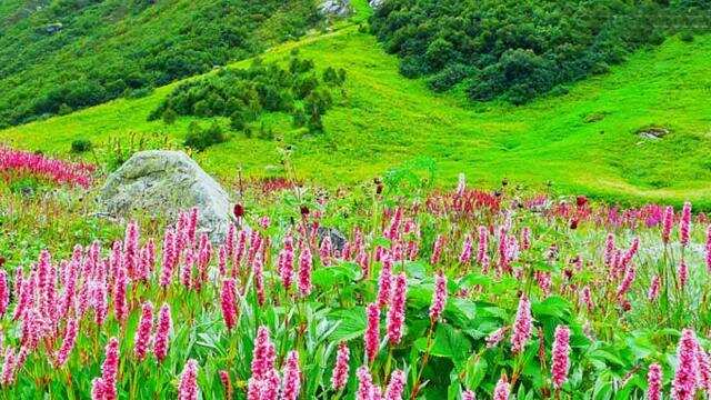 “फूलों की घाटी” के नाम से मशहूर है ये हरी- भरी जगह