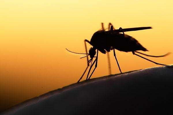 चीन ने किया मच्छरों पर हमला कर दिया दो द्वीपों से मच्छरों का सफाया