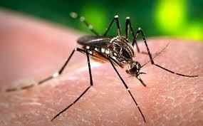 बिना बुखार हुए हो रहा डेंगू होता है खतरनाक, ​जानिए कैसे