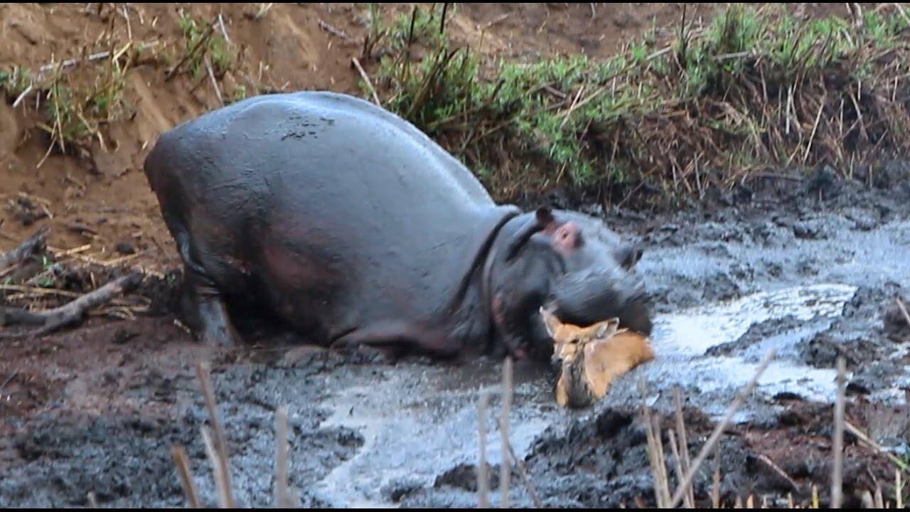 क्या दरियाई घोड़े अपनी ही प्रजाति के जीव को खा जाते है? जानिये