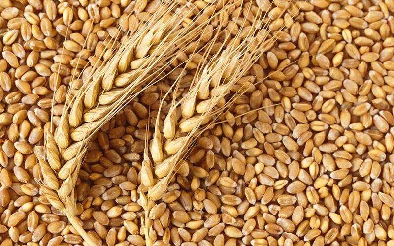 सल्फास की ज़हरीली गोली की जगह अब उपयोग में ला सकते है पाउडर