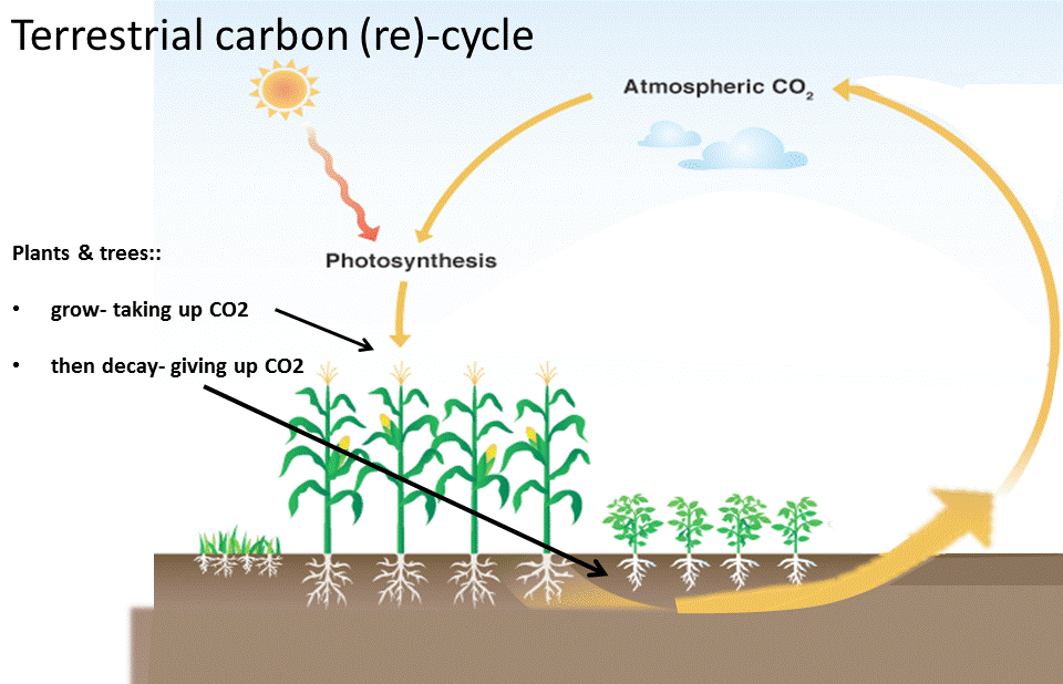 कुछ इस अंदाज़ में पौधे वातावरण से कार्बन डाइऑक्साइड प्राप्त करते हैं