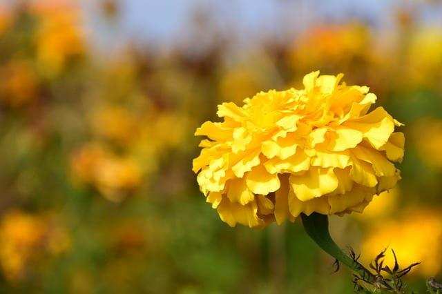 Vastu tips: सुख समृद्धि की कामना रखने वाले जरूर करें कमल और पीले फूलों का यह उपाय