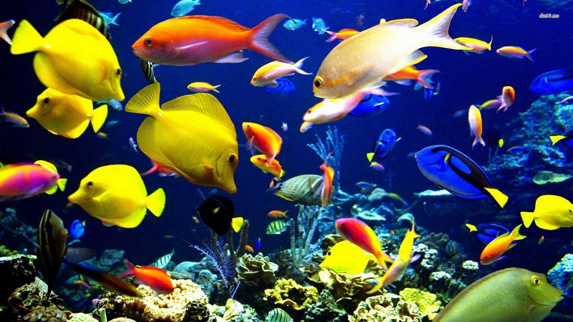 जानिए कैसे मछली की ये प्रजाति जलवायु परिवर्तन के कारण प्रभावित हो रही है?