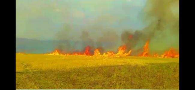 रोहतास:आग लगने से 150 बीघा में लगी गेहूं की फसल जली