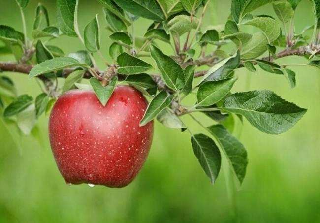 ज्यादा सेब खाने से दिल का दौरा पड़ने का खतरा बढ़ जाता है,पढ़ें और समझें