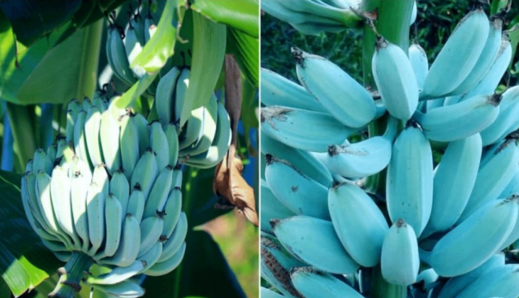 best vastu tips for banana tree at home&nbsp;