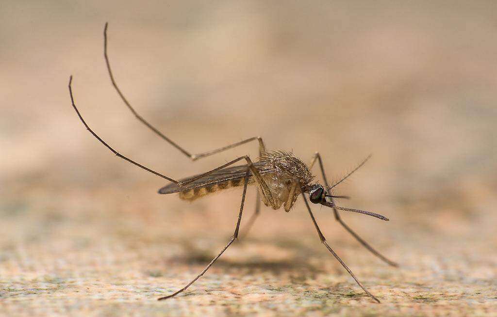 जानें क्या है फाइलेरिया की बीमारी और यह कैसे होती है