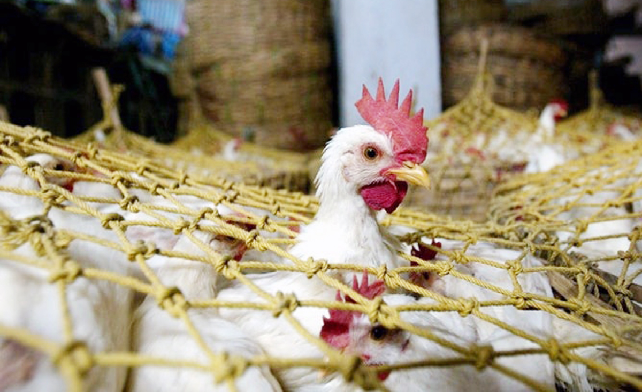 Bird Flu: दिल्ली में चिकन की बिक्री पर रोक, होटलों में भी लगी पाबंदी….