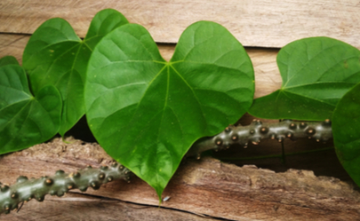 आपके स्वास्थ्य के लिए बेहतर गिलोय कैप्सूल या ताजा गिलोय क्या है? चलो पता करते हैं