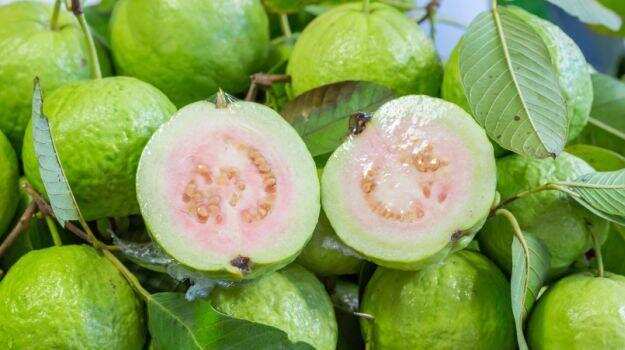 Guava Benefits: अमरूद के बीजों में औषधीय गुणों का खजाना होता है, जो इन बीमारियों से बचाव करेगा