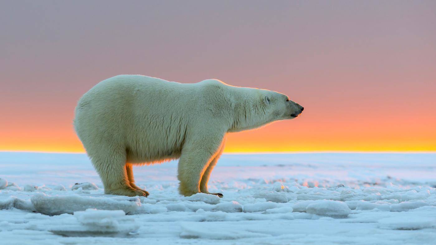 जानिए जलवायु परिवर्तन से कैसे प्रभावित हो रहे हैं पोलर भालू?
