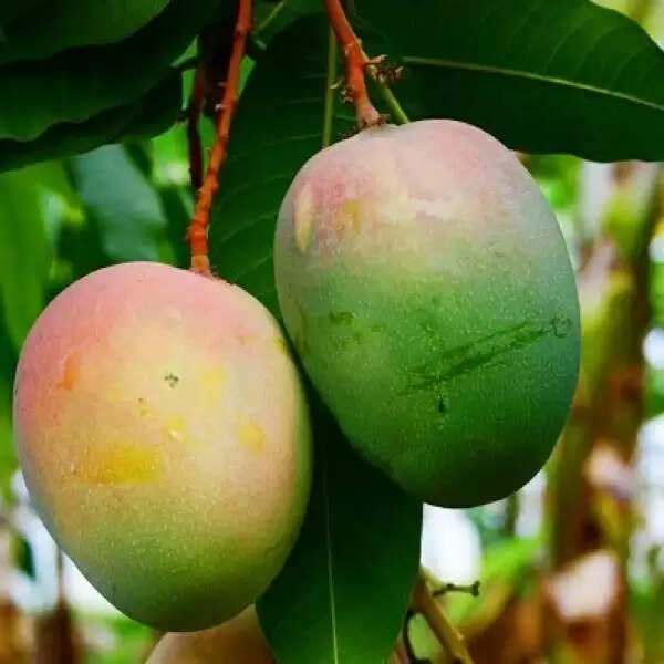 mango: आम खरीदने से पहले इन टिप्स को जरूर पढ़ें, और घर ले आओ एकदम पका हुआ आम