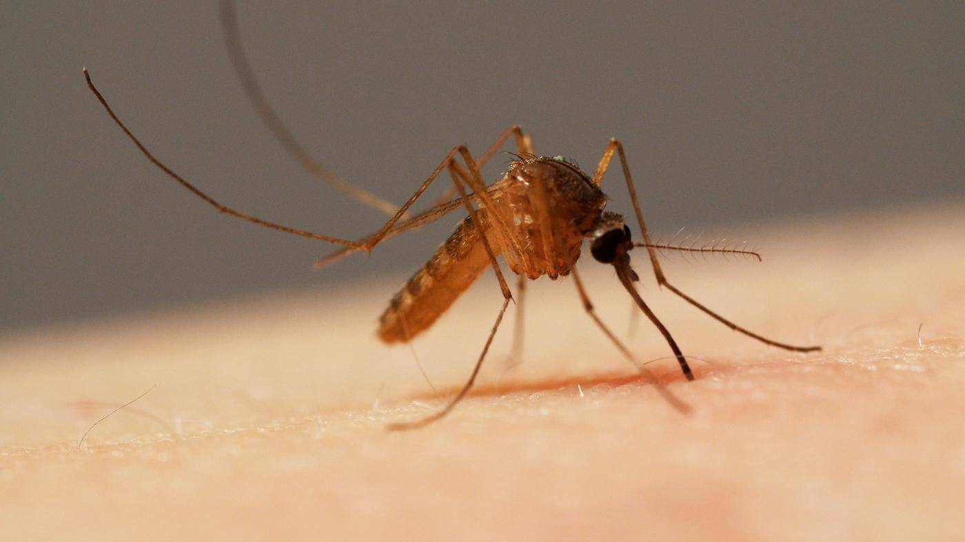 मच्छरों का आतंक बना सकता है आपको ब्रेन डेड मात्र 9 दिन में