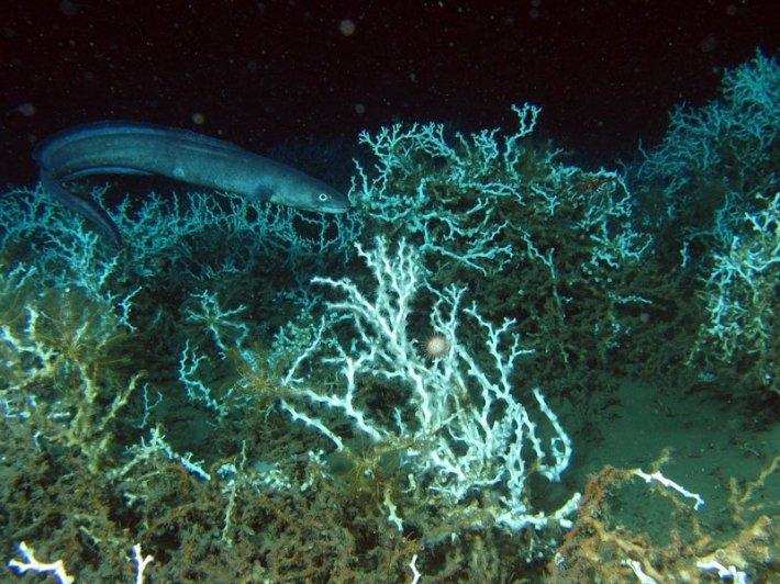 वैज्ञानिकों ने बनाया ऐसा डिवाइस, जो दिखाता है समुद्र की गहराई में क्या-क्या है छिपा