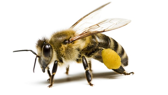 मधुमक्खियों पर कहर ढ़ाह रहा है कीटनाशक