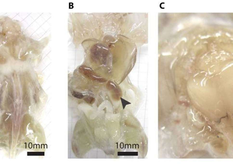 वैज्ञानिकों ने कैंसर के इलाज के लिए विकसित किए पारदर्शी चूहे