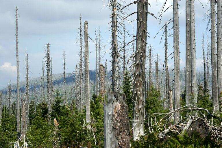 जानिए अम्ल वर्षा क्या होती, ये होते है इसके कारण और प्रभाव