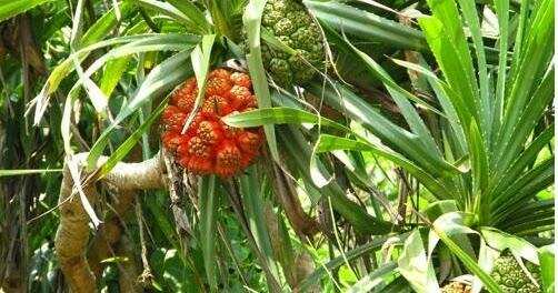 गर्मियों में केवड़ा खाने के फायदे जानें