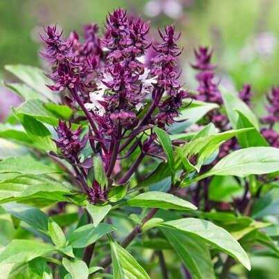 Vastu Tips: तुलसी पौधे का क्या है महत्व, जानिए इस पौधे से कैसे आती है सुख समृद्धि