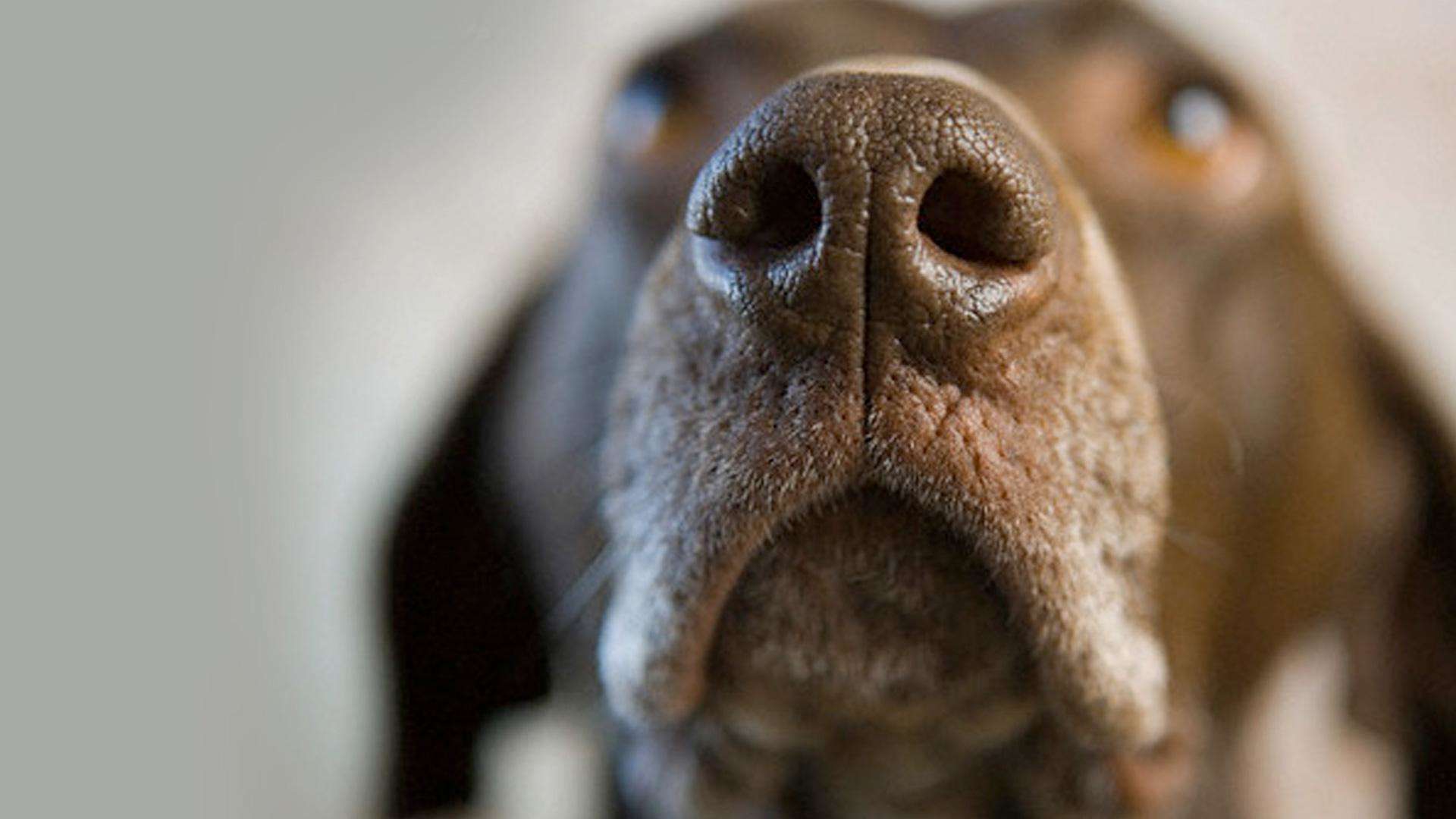 कुत्ते जितना ही सूंघ सकती है इंसान की नाक, जानिए यह सनसनीखेज खुलासा