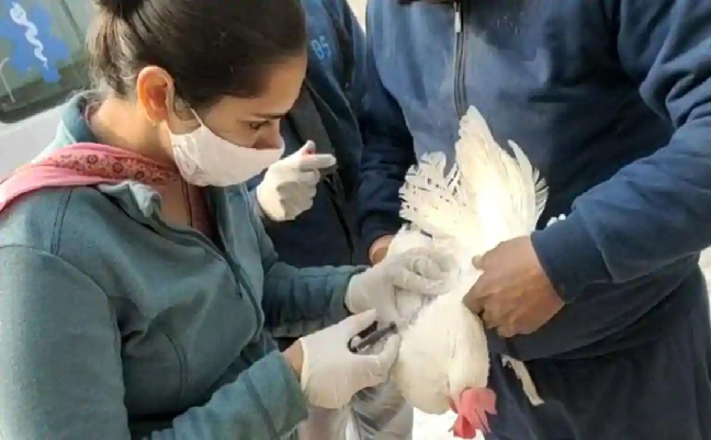Bird Flu Updates: हरियाणा में 1 लाख मुर्गियों की मौत, यहां मछली, मुर्गे और अंडे बेचने पर रोक…