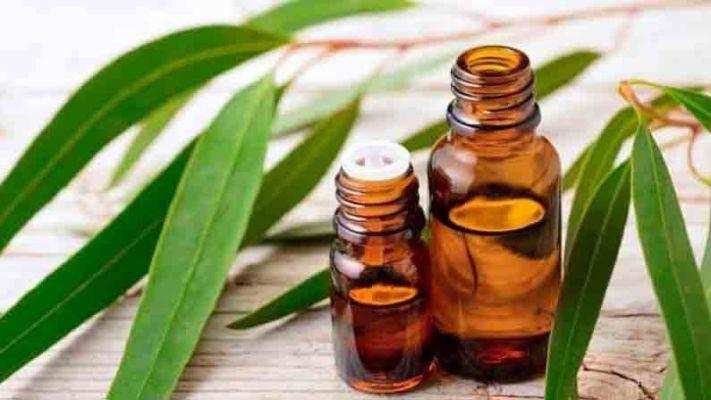 Nilgiri Oil: नीलगिरी के तेल के जबरदस्त फायदे, जानें कैसे करें इसका इस्तेमाल