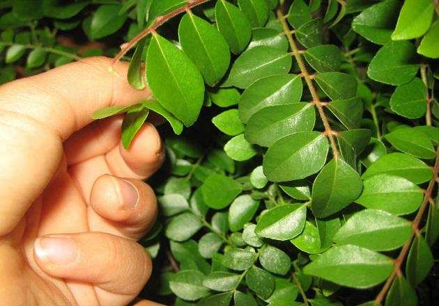 Curry Leaves: करी पत्ते , जिससे हृदय रोग का खतरा कम हो जाएगा