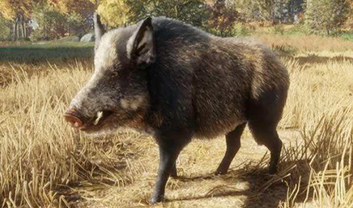 जंगली सूअर कर रहा है कनाडा का परिस्थिक तंत्र खराब