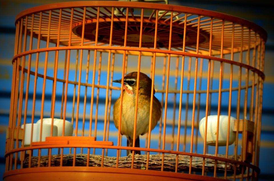 पिंजरे में कैद पंछी न बन जाए आपकी तरक्की में रुकावट