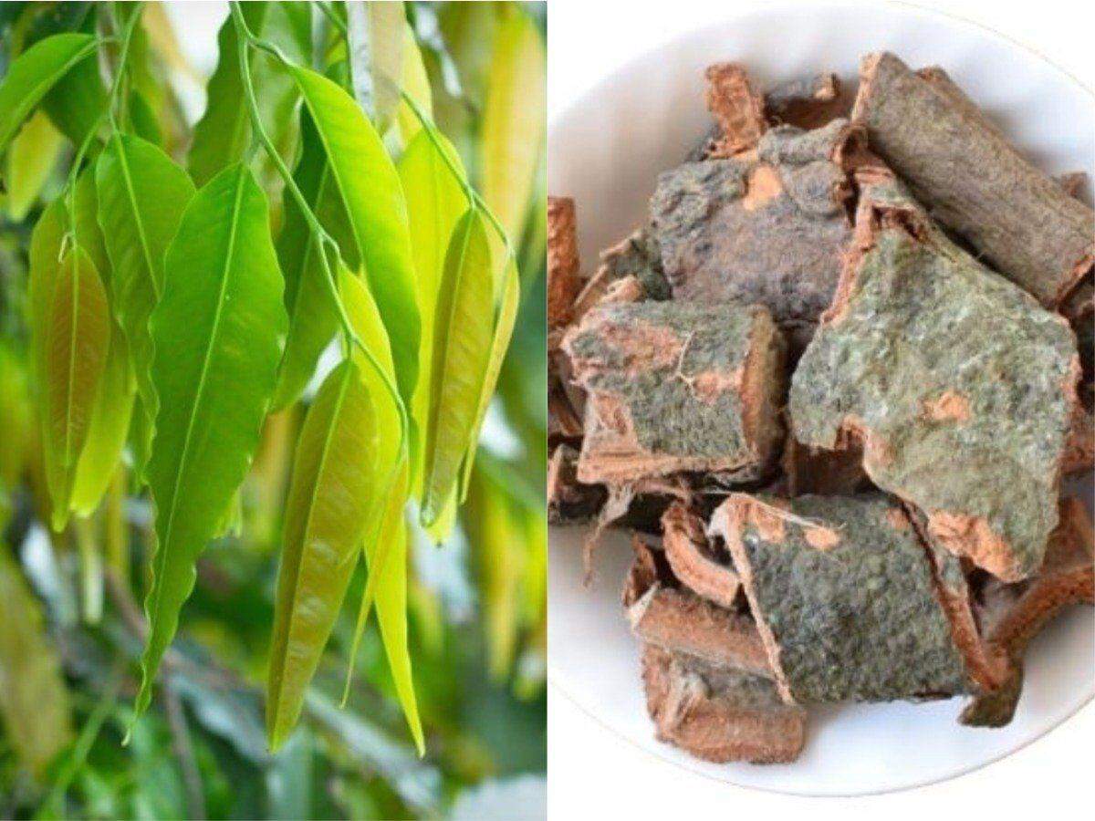 क्या आपको पता हैं कि अशोक की छाल जड़ी-बूटी का काम करती है, जानिए इसके फायदे