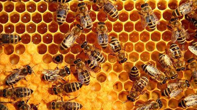 मधुमक्खियों में होती है खतरे को भांपने की शक्ति,देती है चेतावनी