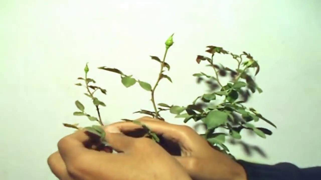 वैज्ञानिकों ने खोजी पौधे की नई किस्म, कलाम साहब को दी श्रद्धांजलि
