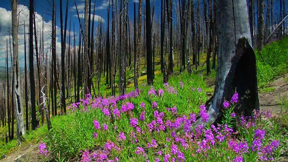 “फूलों की घाटी” के नाम से मशहूर है ये हरी- भरी जगह