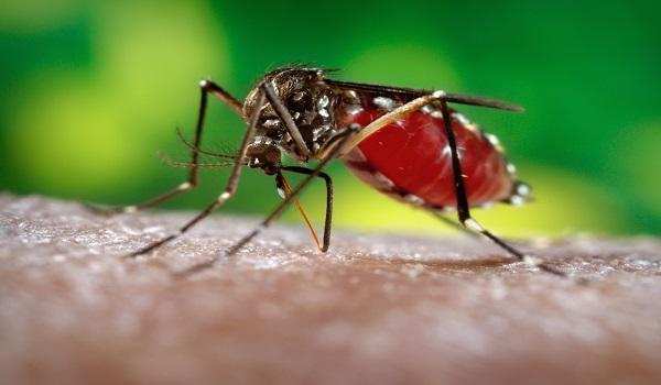 डेंगू होने का एक बड़ा कारण एनीमिया भी बन सकता है ,आहार में जरा भी न रखे