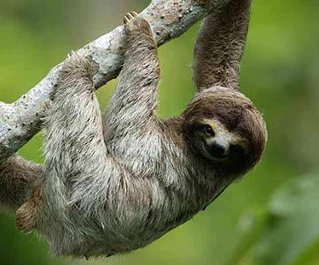 इस कारण कहा जाता है, स्लॉथ को दुनिया का सबसे सुस्त जानवर
