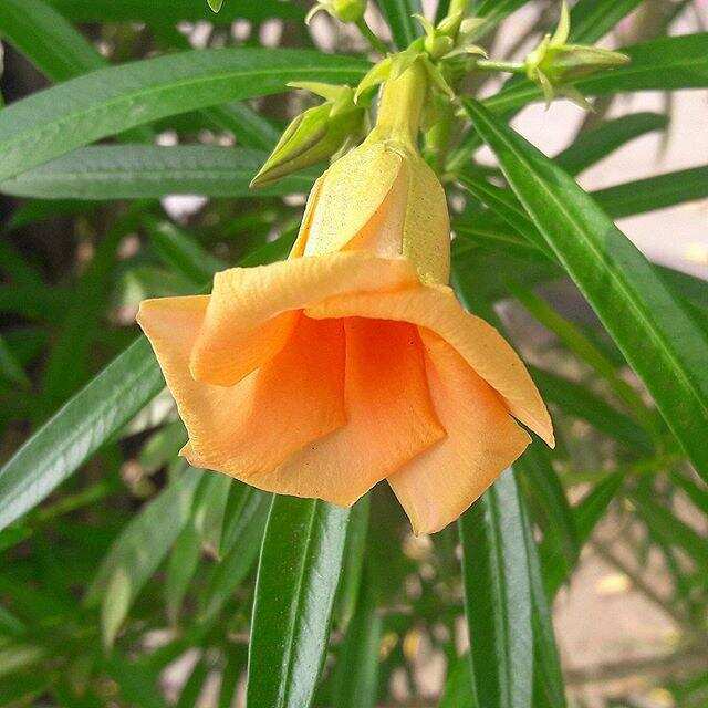 संजीवनी बूटी की तरह काम करता है यह फूल, मिल जाए तो रख लेना अपने पास