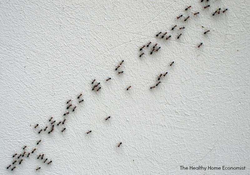 बीमार होने पर चींटियां पर लेती है छुट्टी, वैज्ञानिकों ने किया खुलासा
