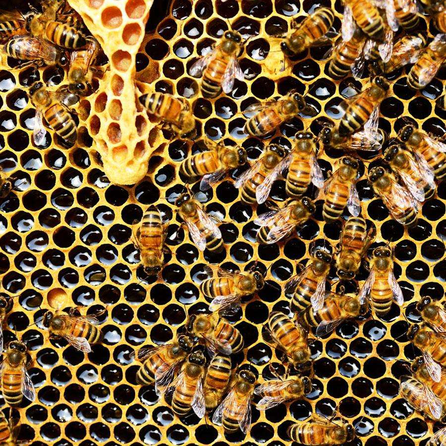 मधुमक्खी का जहर दिलाएगा फेफड़ों की बीमारी से निजात