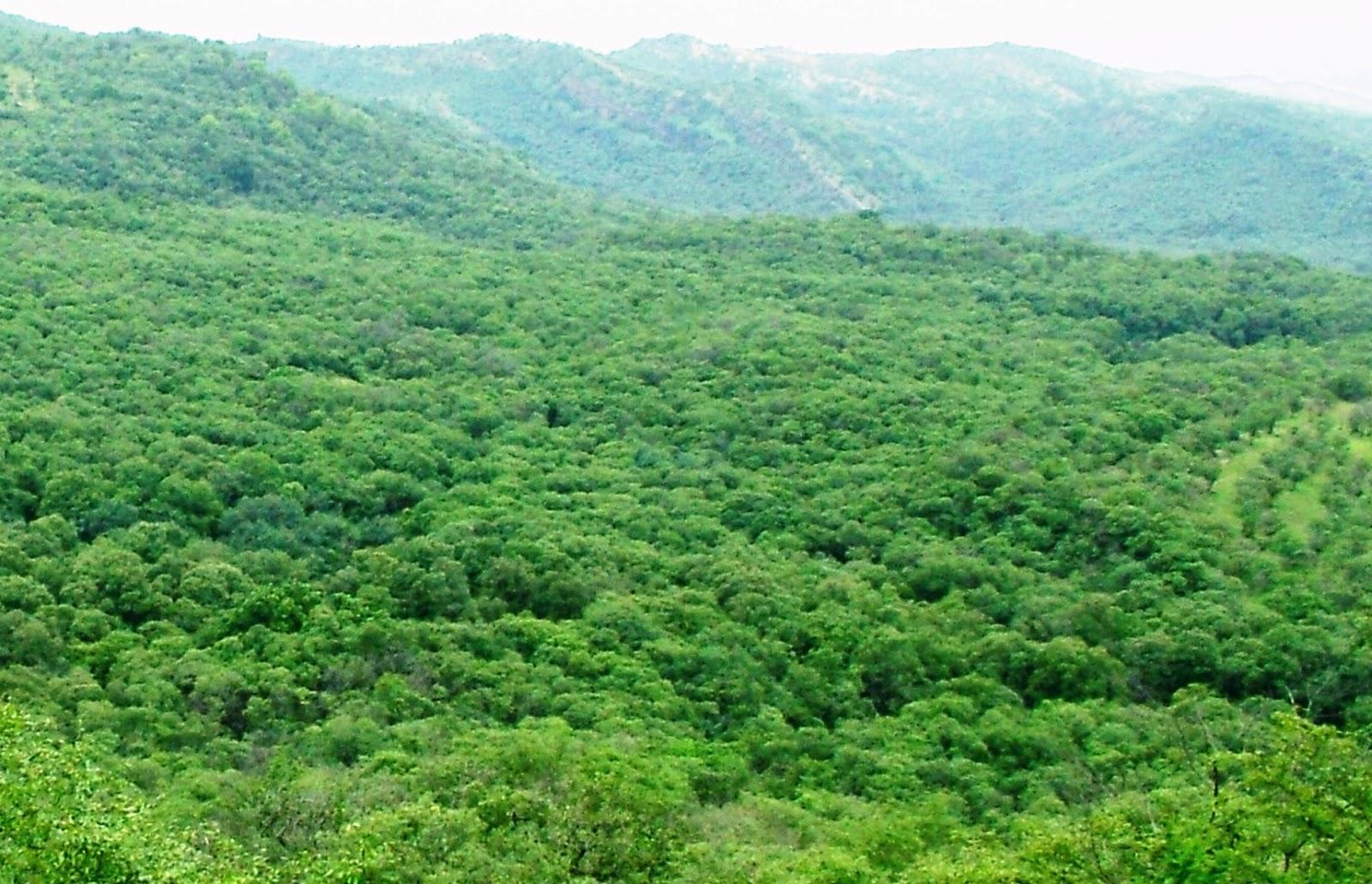 क्या आप जानते हो कैनोपी क्या होता है