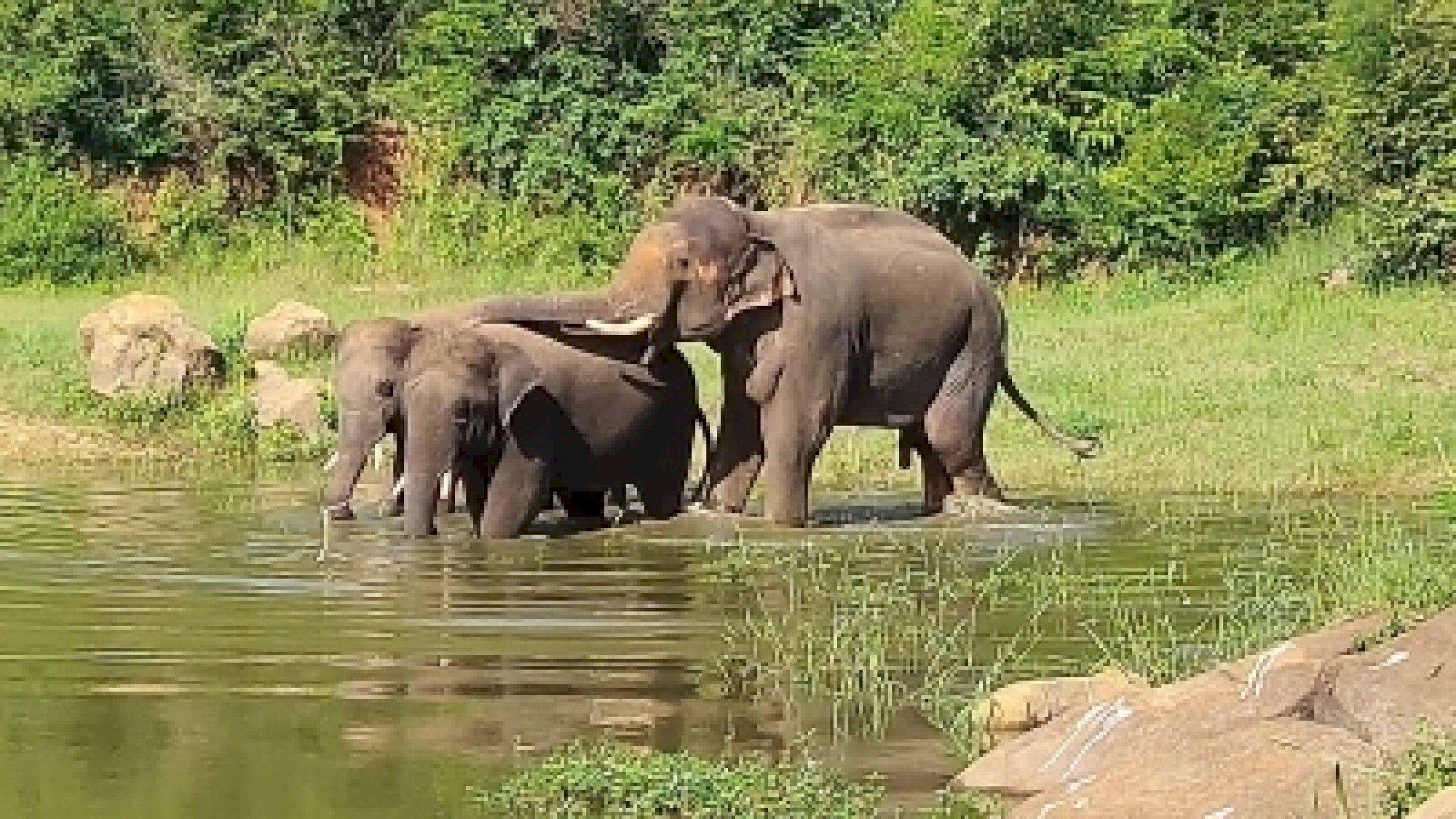 Jharkhand में जंगली हाथियों ने पालतू हाथी के बच्चे को मार डाला