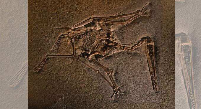 जीवाश्म क्या हैं और वे कैसे बनते हैं,जानें