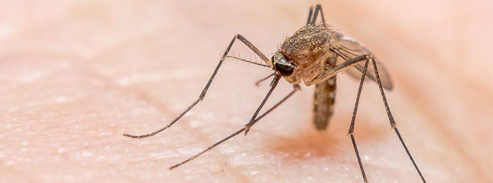 अगले तीस साल में मलेरिया होगा जड़ से खत्म 