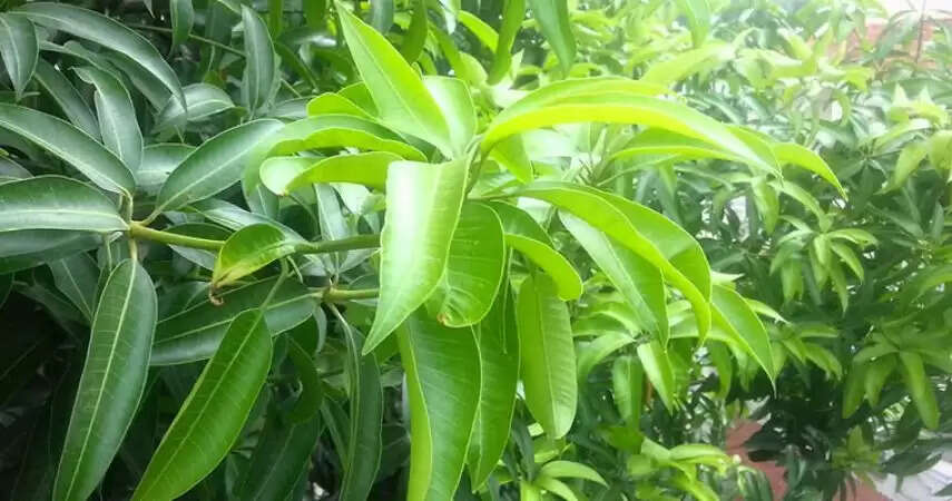 best vastu tips for mango leaves