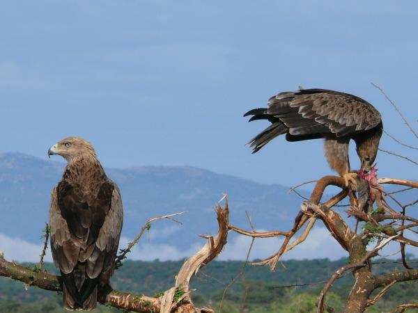 शहरी इलाकों की ओर आकर्षित हो रही अफ्रीका स्थानीय पक्षी की प्रजाति