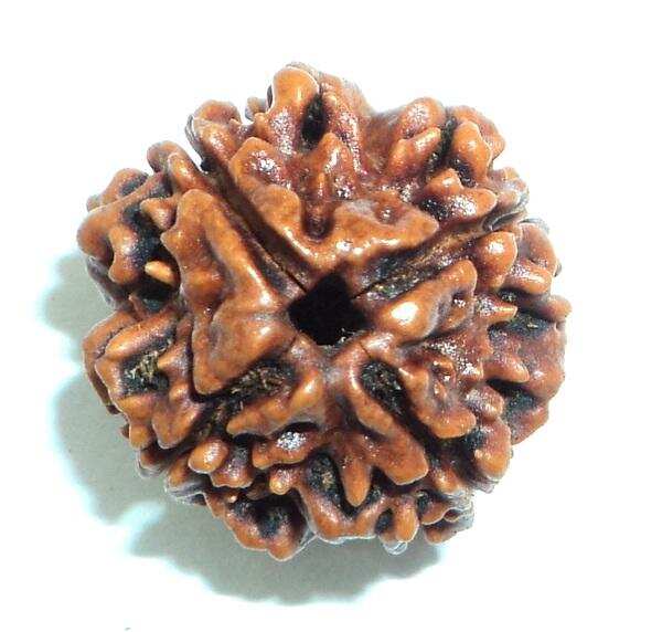 स्वप्नज्योतिष: अगर सपने में रुद्राक्ष दिखे तो मिलते है ये संकेत