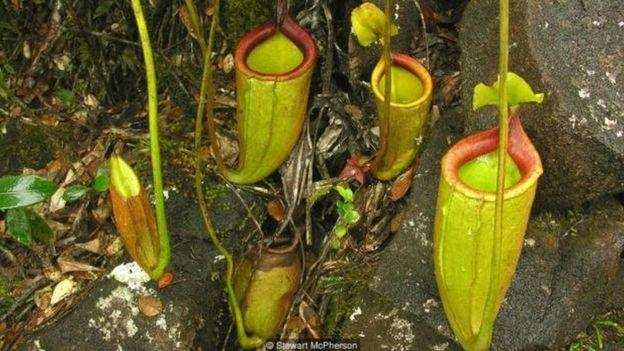वैज्ञानिकों को मिली पौधों की दो नई प्रजातियां, जानिए इनके बारे में!