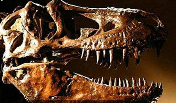 जीवाश्म क्या हैं और वे कैसे बनते हैं,जानें