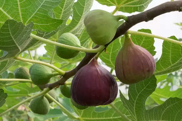 Fig Benefits: क्या आप जानते हैं अंजीर खाने के ये 5 बड़े फायदे?